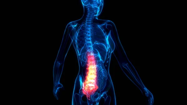 Medical Illustration Lumbar Bottom Zone Spine Ray Body — Stock Photo, Image