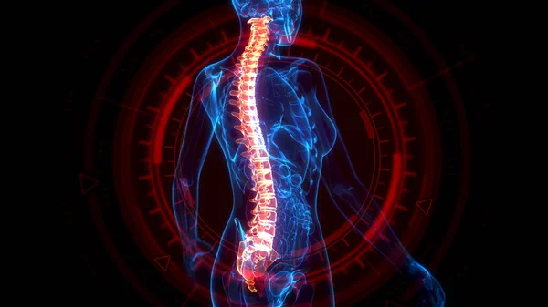 Medical Illustration Spine Ray Human Body — Stock Photo, Image