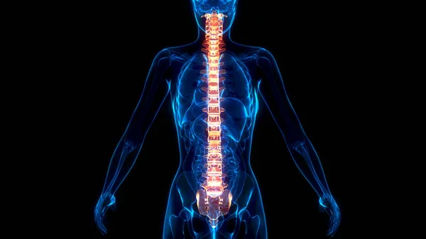 Medizinische Illustration Wirbel Auf Röntgenbild Menschlicher Körper — Stockfoto