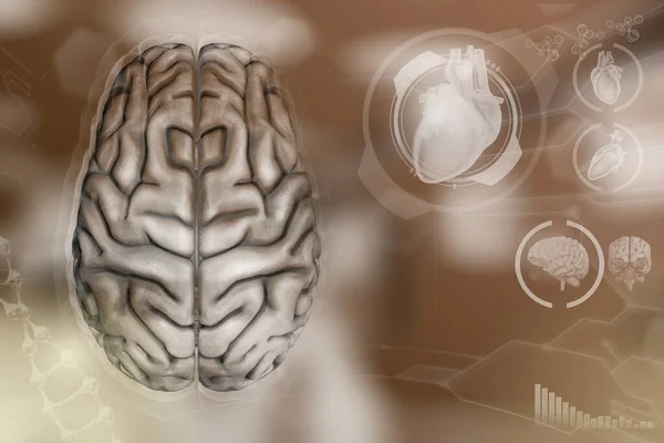 Medyczna Ilustracja Ludzki Mózg Koncepcja Odkrywania Mądrości Bardzo Szczegółowa Faktura — Zdjęcie stockowe