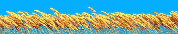 Rye Wheat Blue Sky Rural Yield Background Isolated Industrial Illustration — Stock fotografie