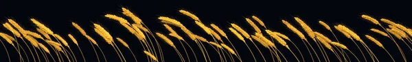 Agricultural Crop Goldish Rye Wheat Line Isolated Cgi Nature Rendering — Foto de Stock