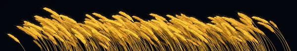 Zemědělský Výnos Zlato Žito Nebo Pšeničná Linie Izolované Koncept Příroda — Stock fotografie