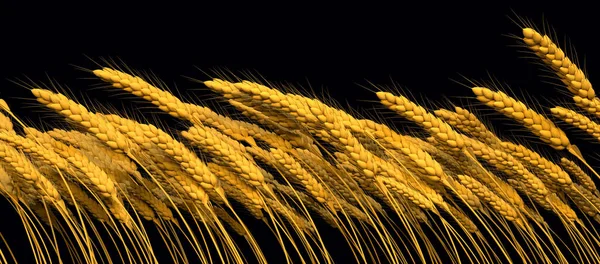 Zemědělský Výnos Zlatý Žito Nebo Pšeničná Linie Izolované Cgi Příroda — Stock fotografie
