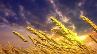 Çavdar viskilerinin güzel tarlası günbatımı arka planında