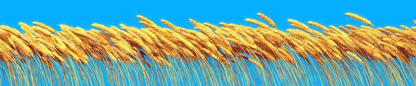 rye or wheat on blue sky, farm crop backdrop isolated. cg industrial 3D rendering