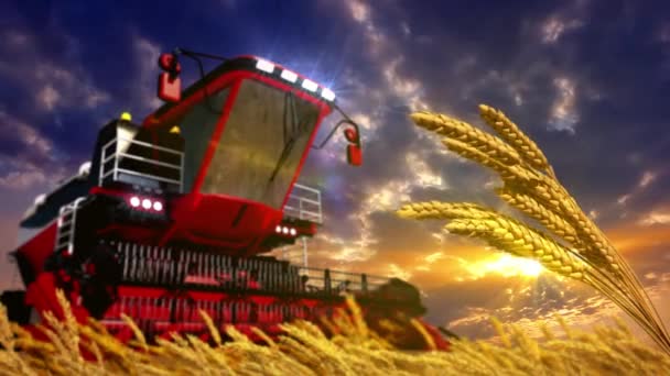日落时在黑麦或麦穗地里联合收割机 — 图库视频影像