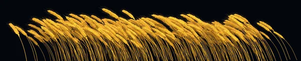 Zemědělský Výnos Zlato Žito Nebo Pšeničná Linie Izolované Příroda Vykreslování — Stock fotografie