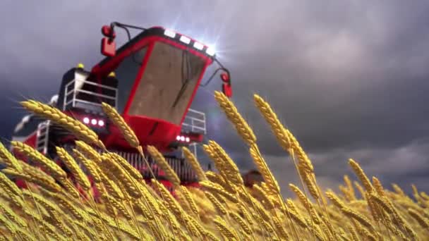 Çavdar Tarlasında Hasat Makinesini Birleştirin Fırtınalı Havada Buğday Tarlasını — Stok video