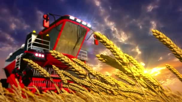 日落时在黑麦穗田上组合收割机 — 图库视频影像