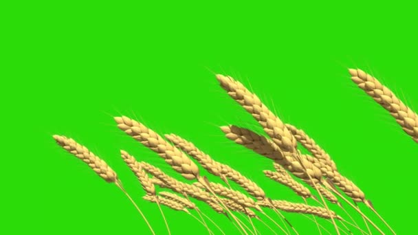 Pretty Animated Gold Field Rye Wheat Spikelets Isolated — Stock Video