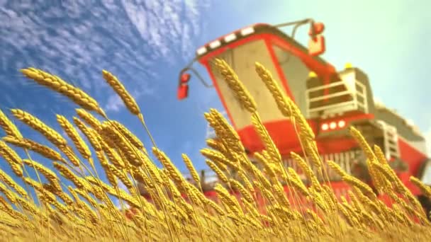 Комбінувати Пшеничному Полі Сонячний День — стокове відео