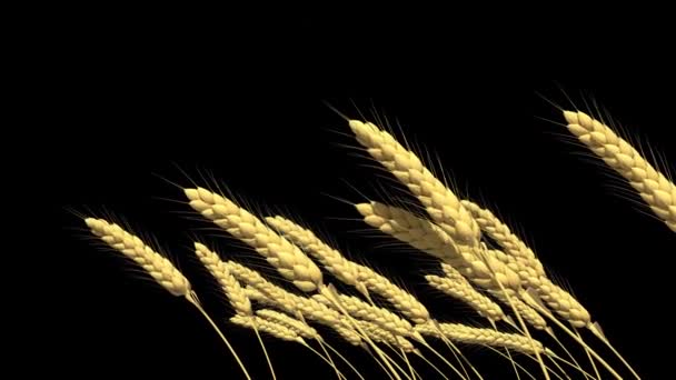 Beautiful Animated Goldish Rye Spikelets Black Isolated — Stock Video