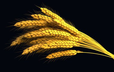 gold wheat bunch, farm harvest isolated - nature 3D rendering