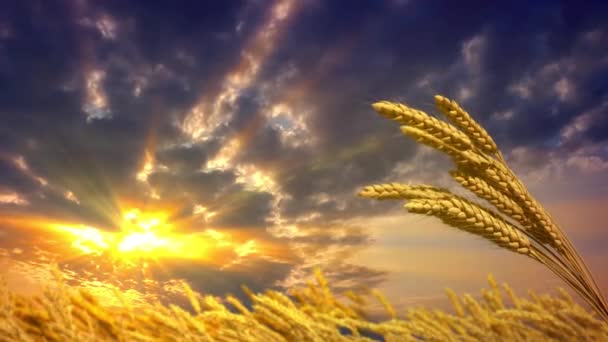 落日背景下漂亮的麦穗地 — 图库视频影像