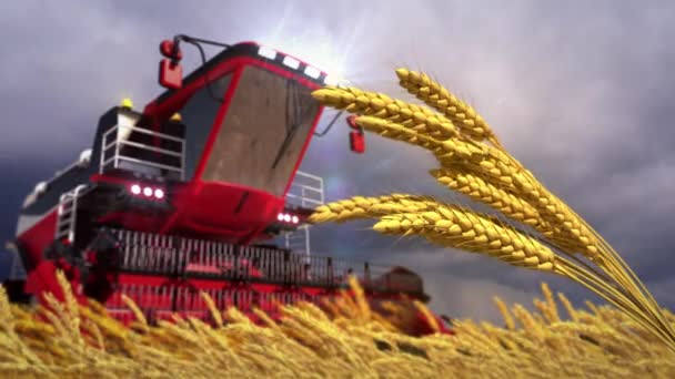 Grain Harvester Rye Spikelets Field Stormy Weather — Stock Video