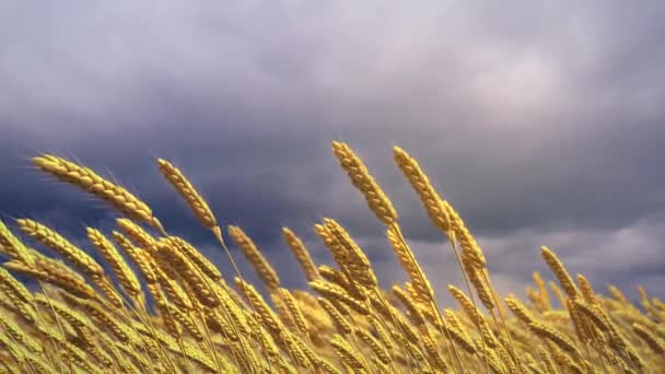 Gold Field Rye Spikelets Stormy Weather — Stock Video