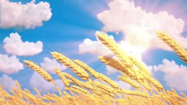 Golden Field Rye Wheat Spikelets Cloudy Sky Background — Stock Video