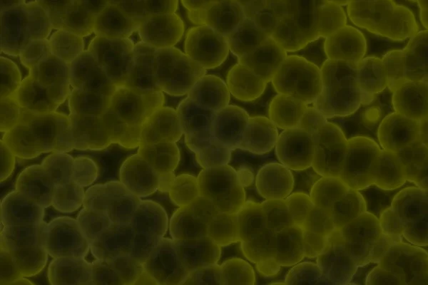 Design Modern Sárga Sok Biológiai Élő Sejtek Digitális Rajzolt Textúra — Stock Fotó