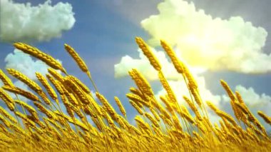 Çavdar viskisinin altın tarlası Bulutlu gökyüzü arka planında