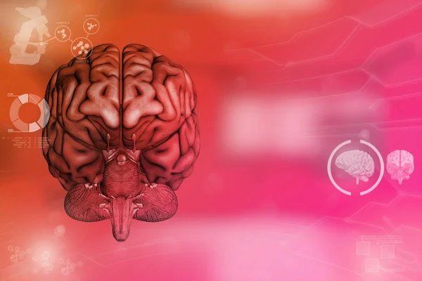 Medyczna Ilustracja Ludzki Mózg Koncepcja Operacji Mózgu Bardzo Szczegółowa Faktura — Zdjęcie stockowe