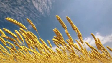 Çavdar viskisinin altın tarlası Bulutlu gökyüzü arka planında