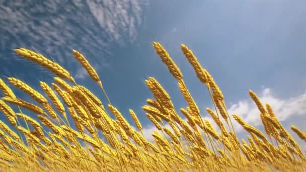 Golden Field Rye Spikelets Cloudy Sky Backdrop — Stock Video