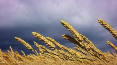 Fırtınalı havada altın buğday tarlası dikenleri