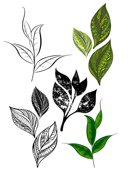Από τσάι βλαστούς και φύλλα — Διανυσματικό Αρχείο