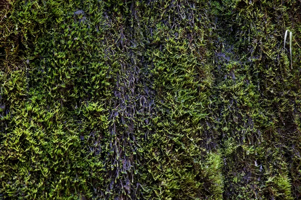 Мокрий Зелений лишайника Ліцензійні Стокові Зображення
