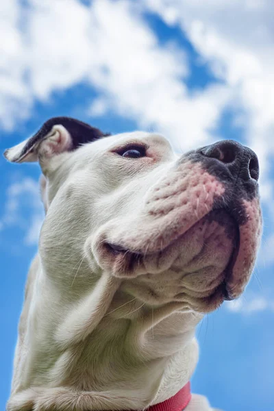 Feroz animal guarda branco pitbull terrier bonito — Fotografia de Stock