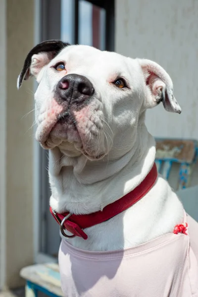 Retrato Pitbull Feminino Branco Bonito Com Teashurt Rosa Gola Vermelha — Fotografia de Stock