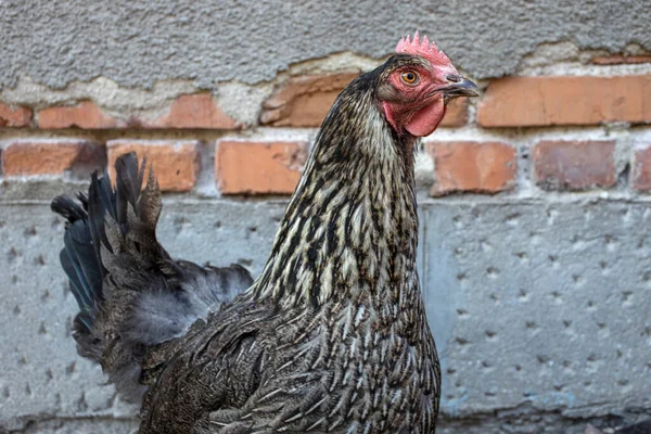 Colorful Hen Old Brick Wall Red Comb — Stock Photo, Image