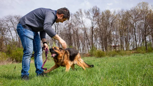 Άνθρωπος παίζει Dog Γερμανικός Ποιμενικός πράσινο γρασίδι άνοιξη — Φωτογραφία Αρχείου