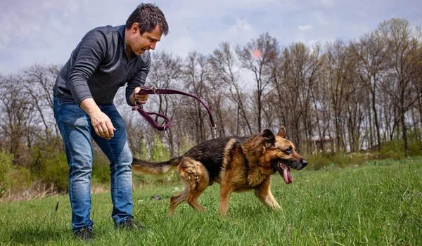 Мужской пес немецкая овчарка будучи Unlished Lawn — стоковое фото