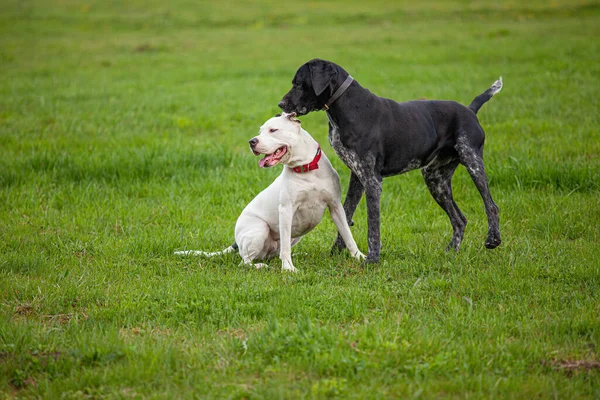 两只狗白色雌性皮布尔黑色雄性德国小猪草坪 — 图库照片