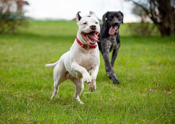 Cão correndo branco fêmea Pitbull Terrier gramado gramado língua para fora — Fotografia de Stock