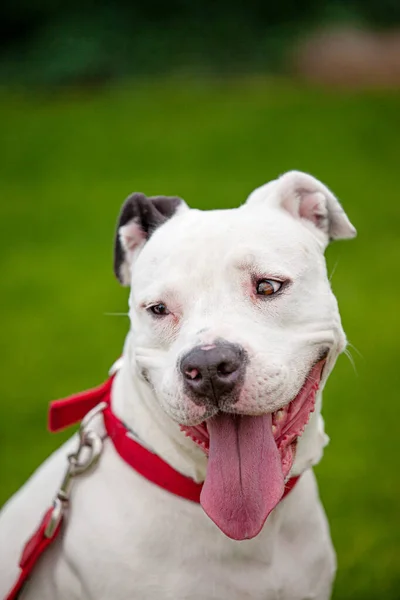 Glimlachende witte vrouwelijke pitbull terriër rode halsband grote tong — Stockfoto