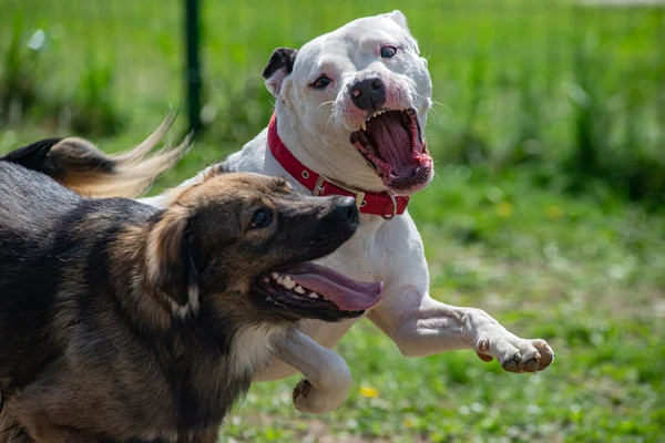 Dois Cães Estão Lutando Seu Jogo Pitbull Terrier Branco Está — Fotografia de Stock