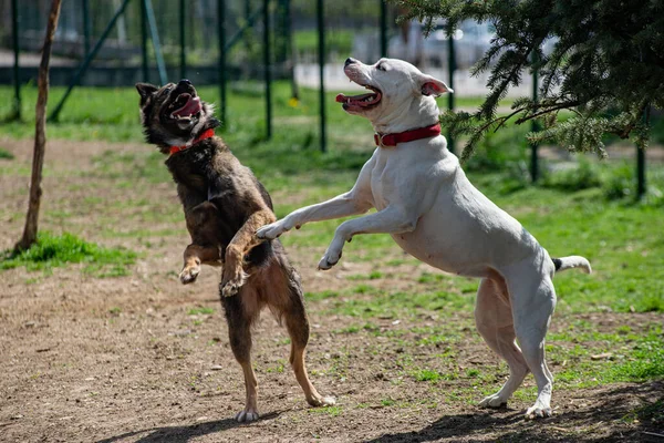 Twee Honden Hun Rug Spelen Voor Overheersing Een Witte Pitbull — Stockfoto