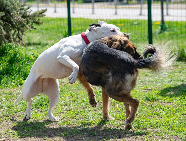 Dois Cães Estão Lutando Seu Jogo Pitbull Terrier Branco Está — Fotografia de Stock