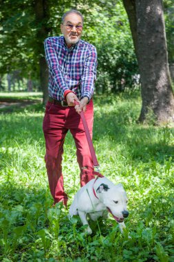 Yaşlı adam parkta Pitbull Terrier Köpeğini çekmeye çalışıyor.