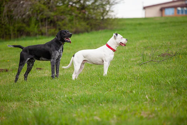 Zwei Hunde White Pitbull Terrier Black German Shorthhair Pointer Lawn Standing — Stockfoto