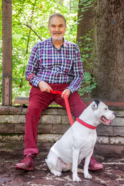 Uomo ebreo anziano nel bosco del parco seduto con Pitbull bianco — Foto Stock