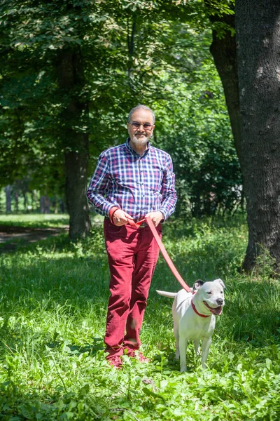 Homem idoso está caminhando um cão branco Pitbull Terrier no parque — Fotografia de Stock