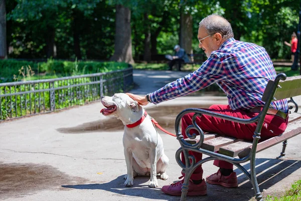 Homem idoso está acariciando um cão branco Pitbull Terrier no parque — Fotografia de Stock