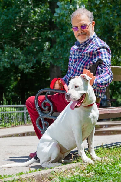 老人は公園で白いピッツブルテリア犬をペッティングしています — ストック写真