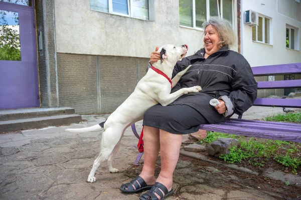Χαμογελαστή ηλικιωμένη γυναίκα που κάθεται σε ένα παγκάκι με τον σκύλο προσπαθώντας να γλύψει το πρόσωπό της — Φωτογραφία Αρχείου