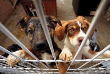 Two doggies reaching fence