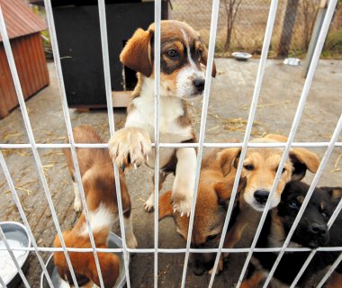 sad puppies shelter clipart